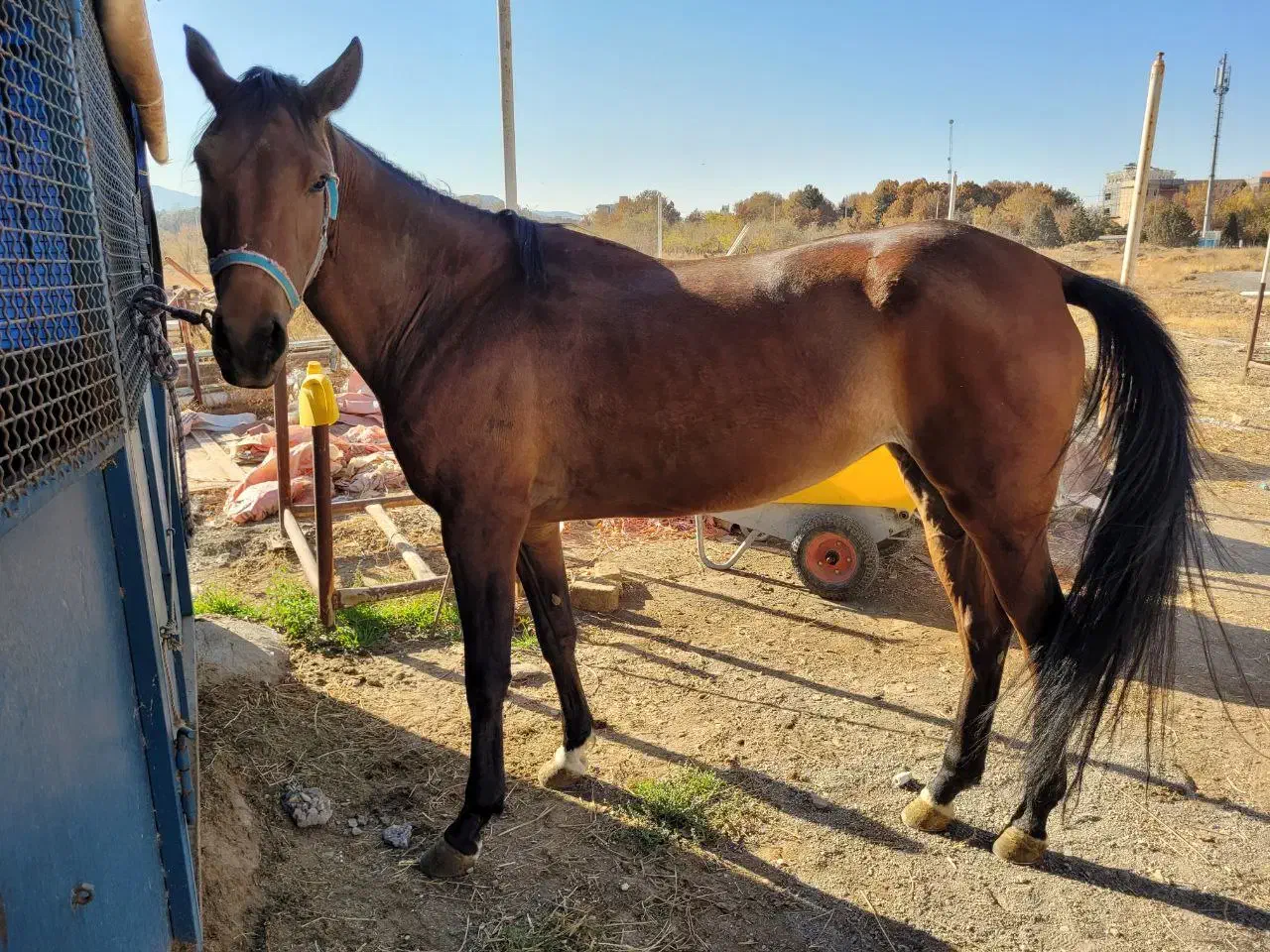 اسب مادیون ایرانی|اسب و تجهیزات اسب‌سواری|مشهد, کوثر|دیوار