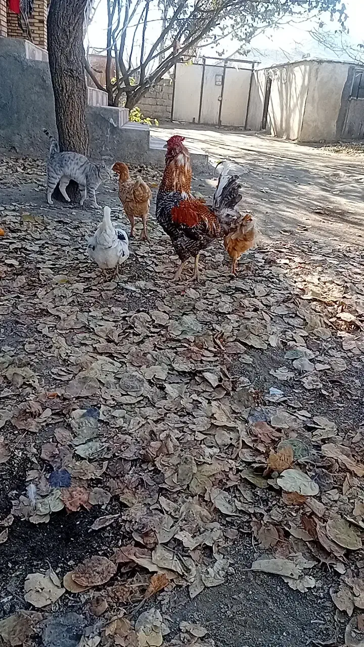 فروش جوجه گلپایگان ۶ماهه|حیوانات مزرعه|گرمی, |دیوار