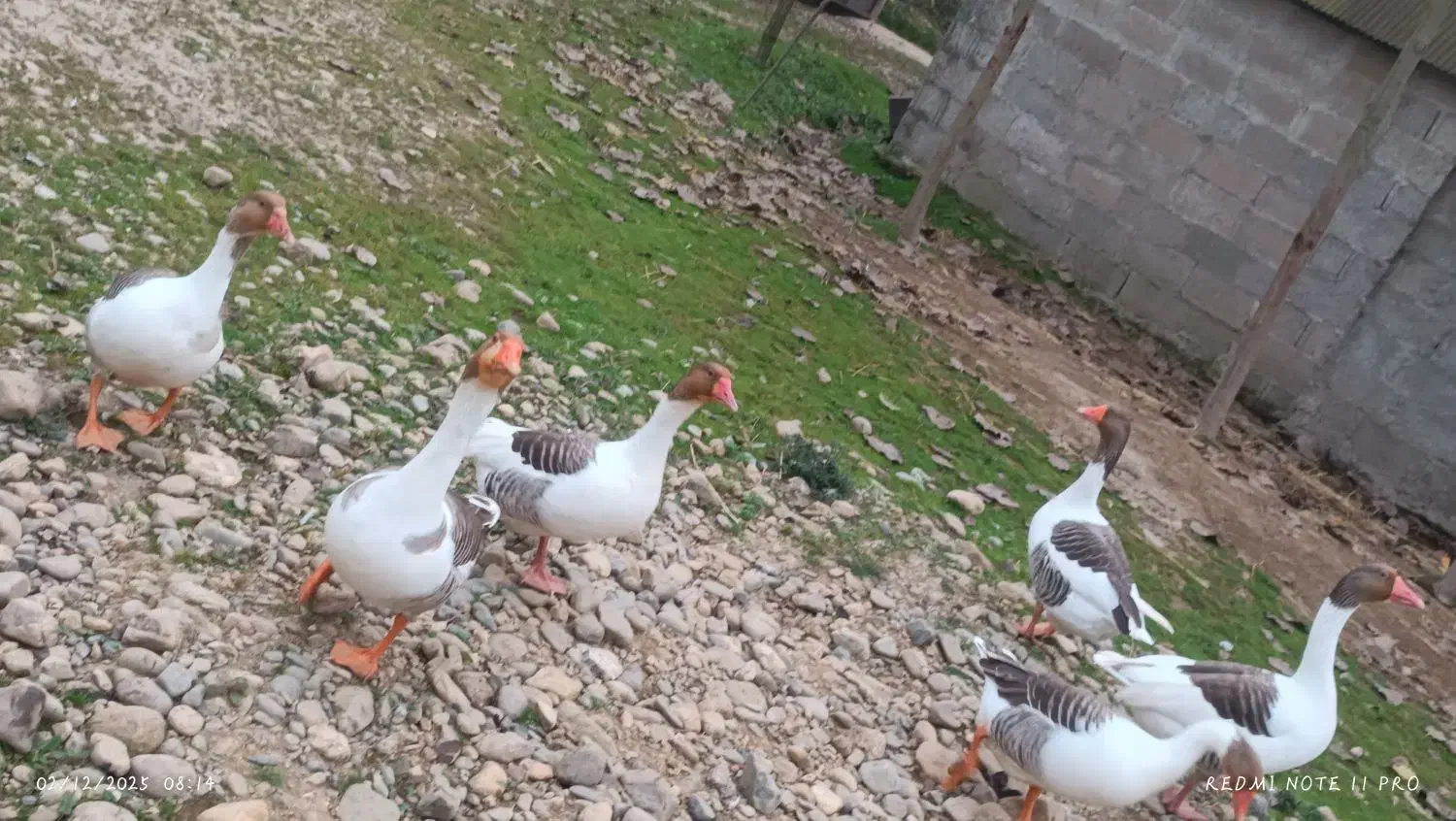 غاز ۶|حیوانات مزرعه|فومن, |دیوار