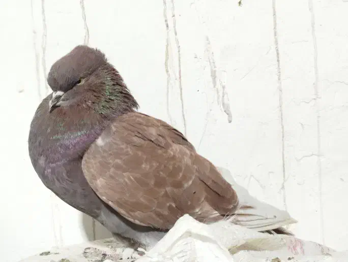 کبوتر‌‌سرخ|پرنده|فاضل آباد, |دیوار