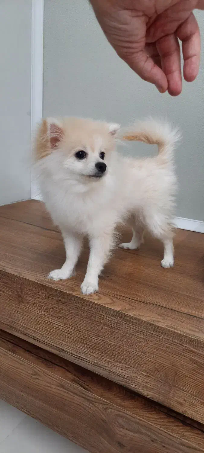 سگ پامر آپارتمانی|سگ|گرگان, |دیوار