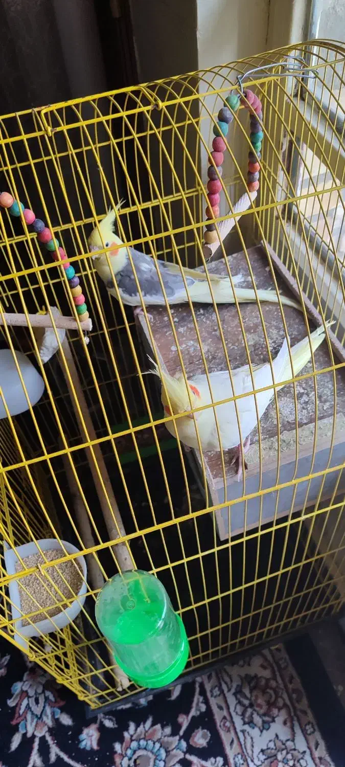 عروس هلندی لوتینو مولد|پرنده|ایذه, |دیوار