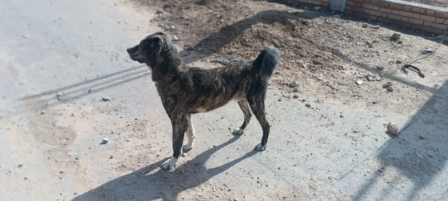 سگ نر|سگ|بجنورد, |دیوار