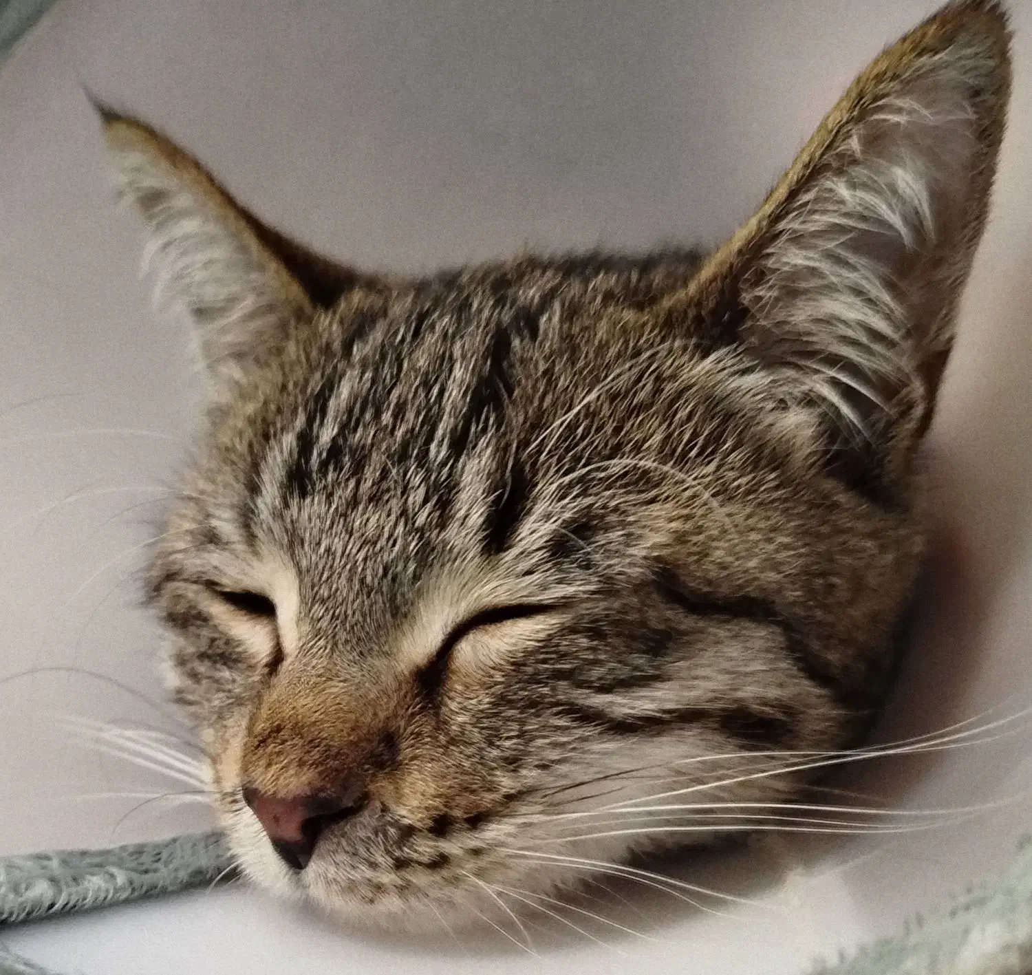 بچه گربه باهوش تمایل به همراهی با آدم ها|گربه|ارومیه, |دیوار