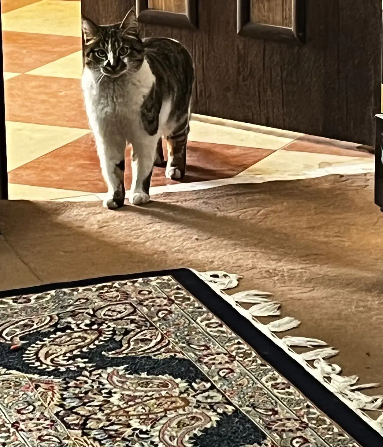 واگزاری|گربه|زرند, |دیوار