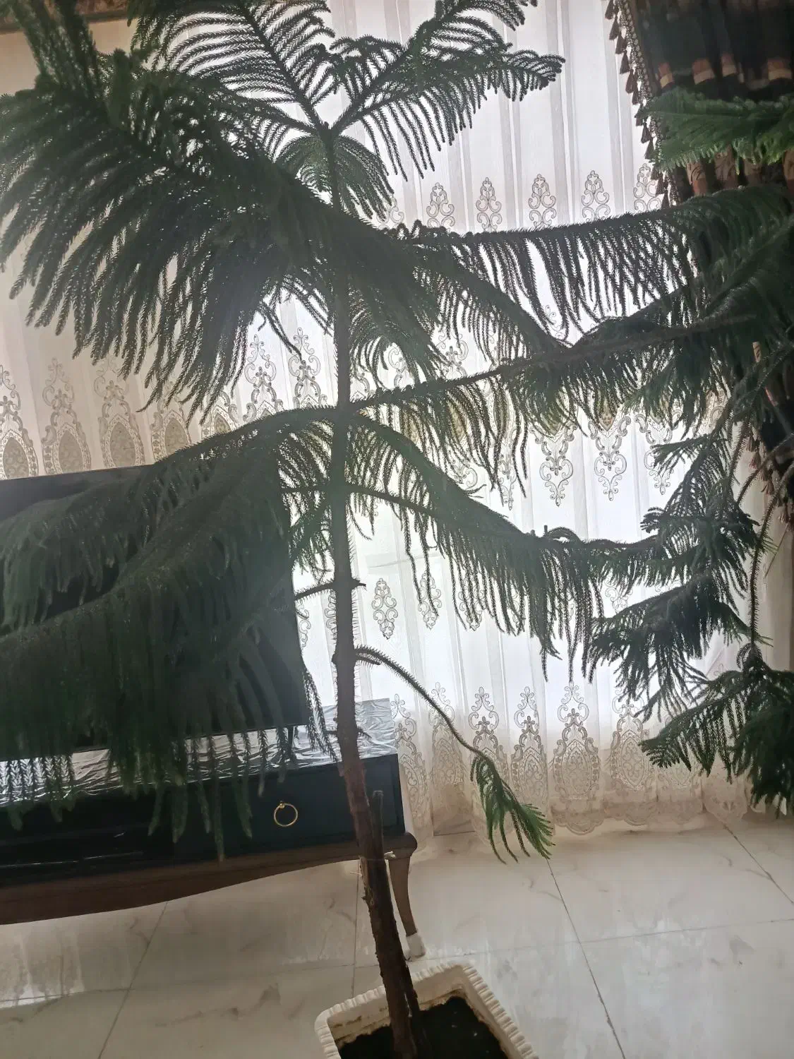 فروش گل|گل و گیاه طبیعی|اهر, |دیوار