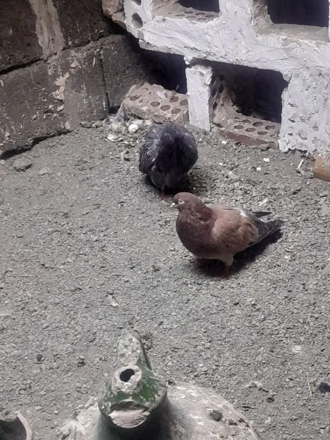 کفتر گمشده|پرنده|کهنوج, |دیوار