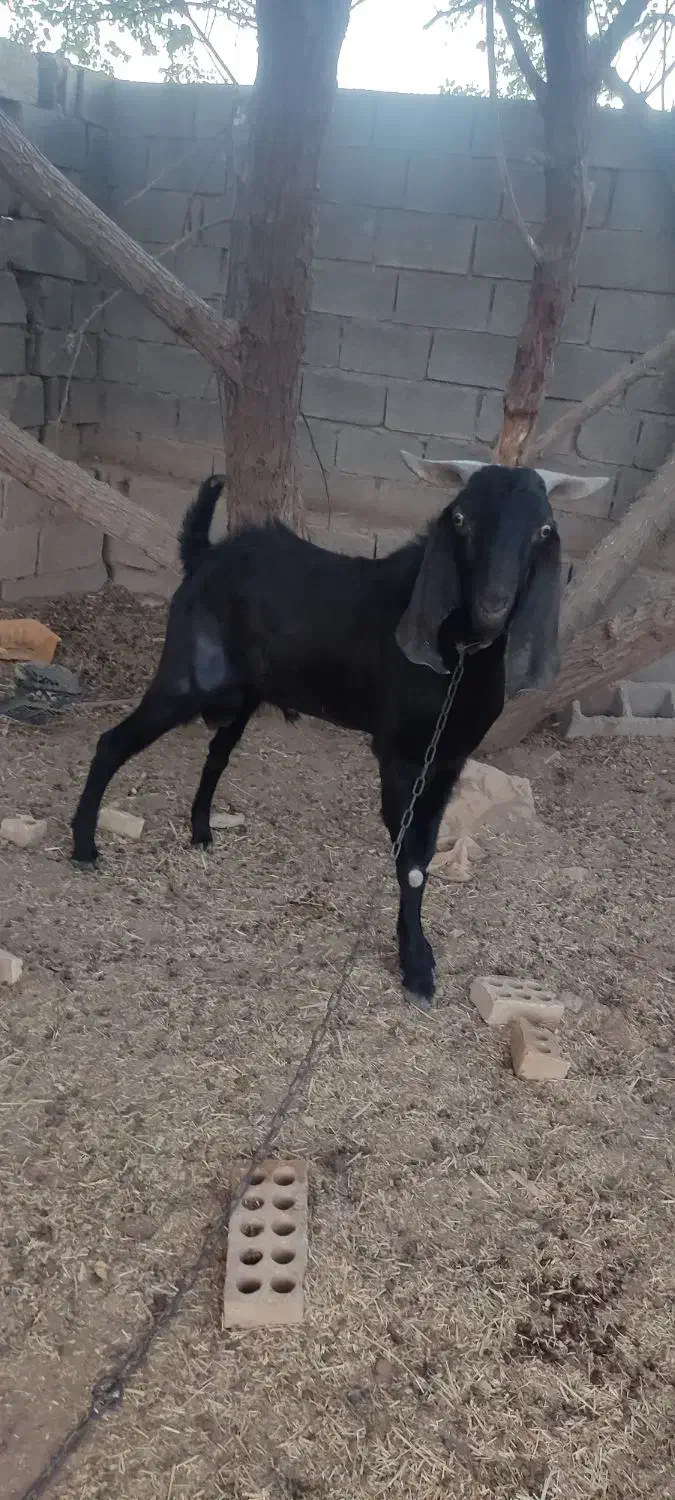 کهره پازن امیدیه|حیوانات مزرعه|بندر ماهشهر, |دیوار