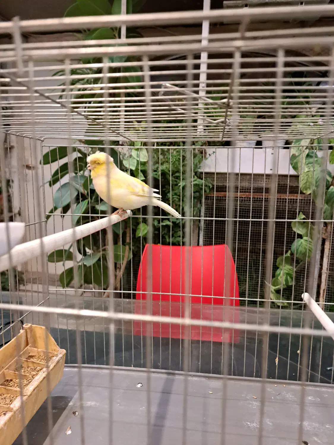 قناری گلاستر ماده|پرنده|کرج, فاز ۳ مهرشهر|دیوار