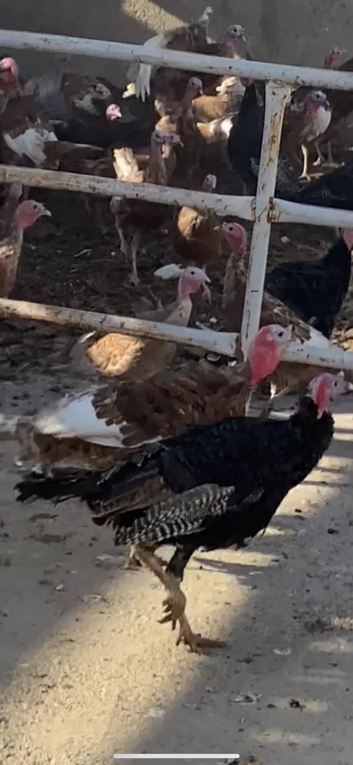 بوقلمون|حیوانات مزرعه|سنندج, |دیوار