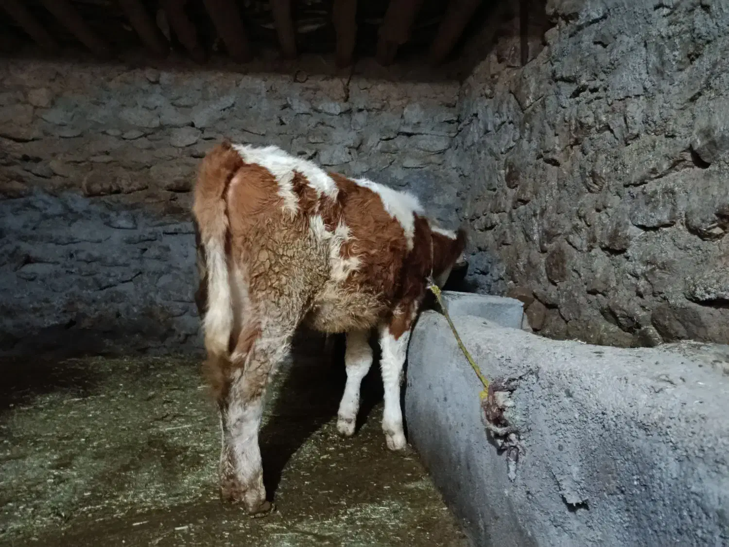 گوساله سمینتال اصل|حیوانات مزرعه|بانه, |دیوار