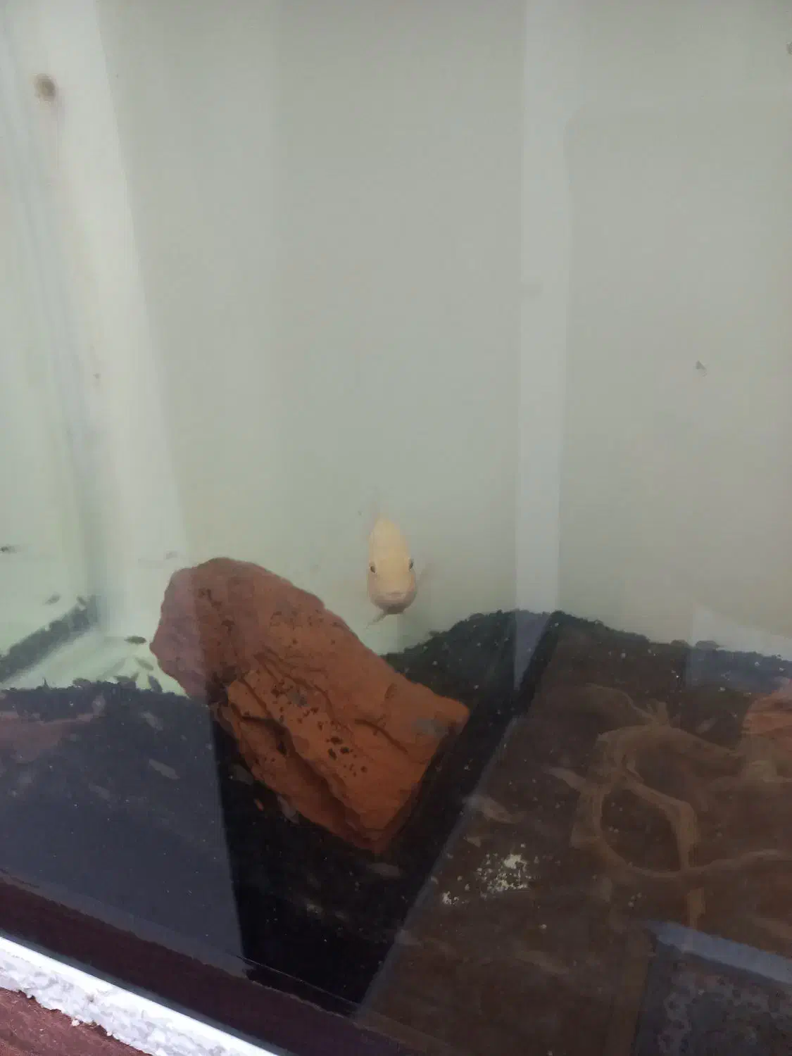 سیچیلاید|ماهی|قم, پردیسان|دیوار