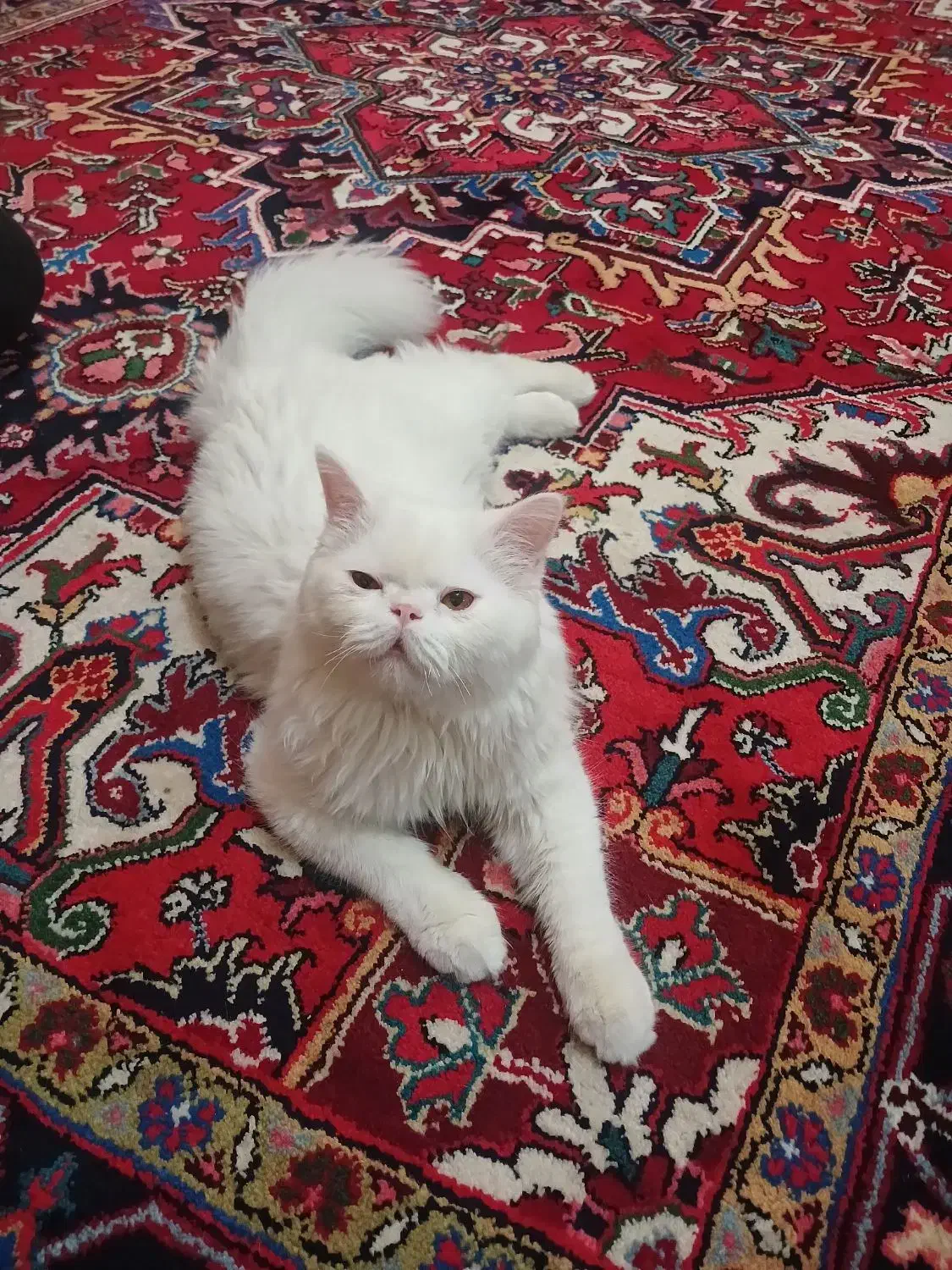 حیوانات|گربه|تبریز, |دیوار