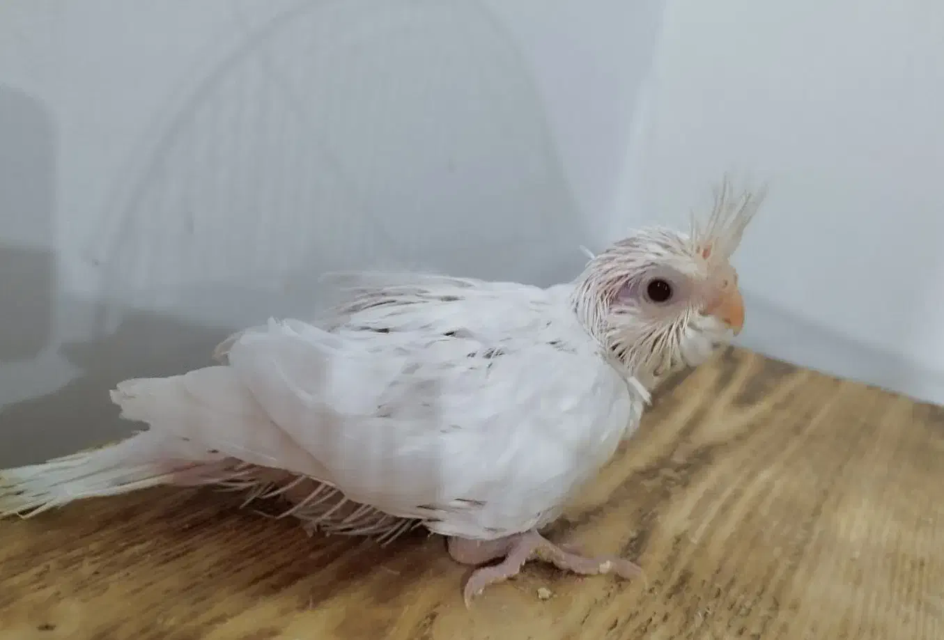 جوجه عروس هلندی آلبینو ، چشم شرابی|پرنده|بندر کنگان, |دیوار