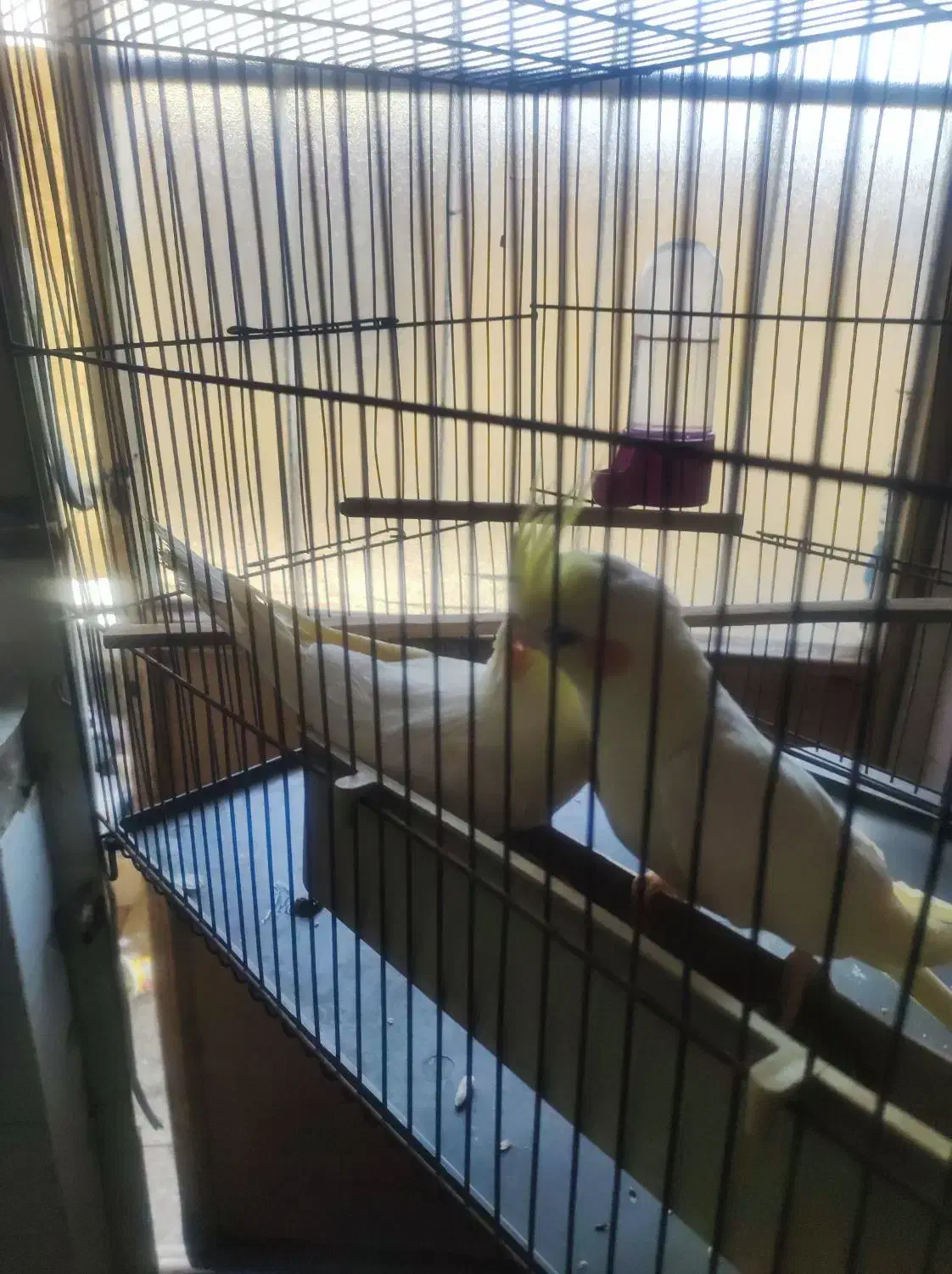 جفت عروس هلندی یک ساله آماده|پرنده|اهواز, فولاد|دیوار