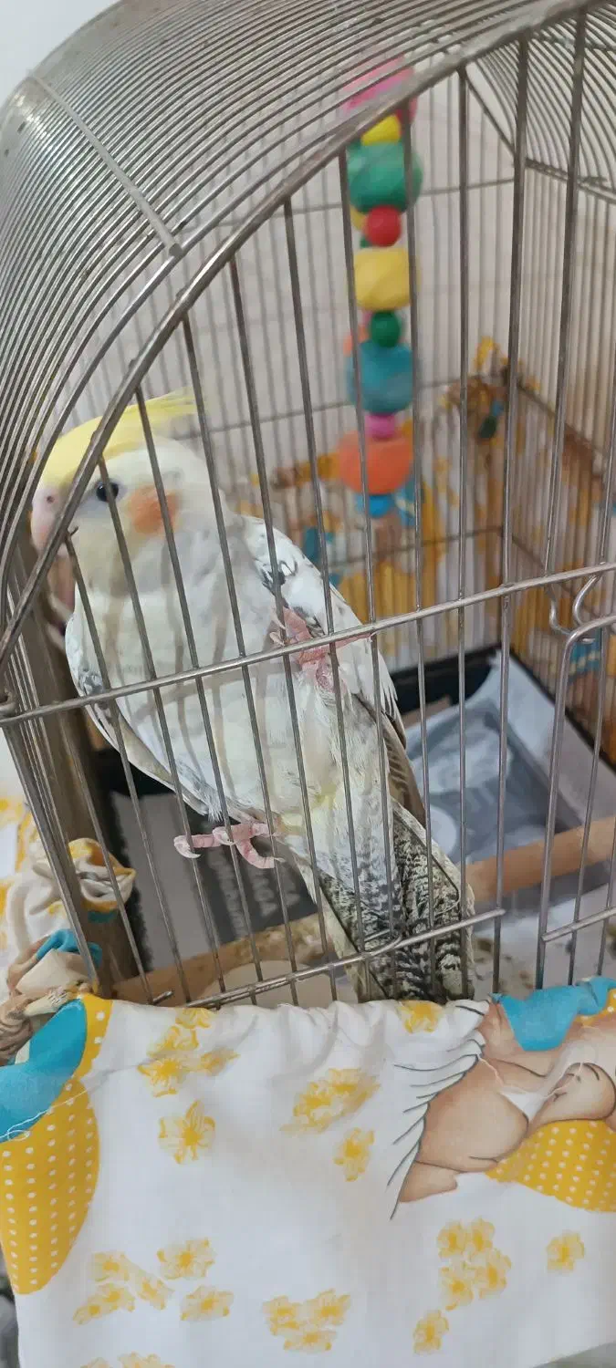 عروس هلندی نر|پرنده|شهریار, شهریار|دیوار