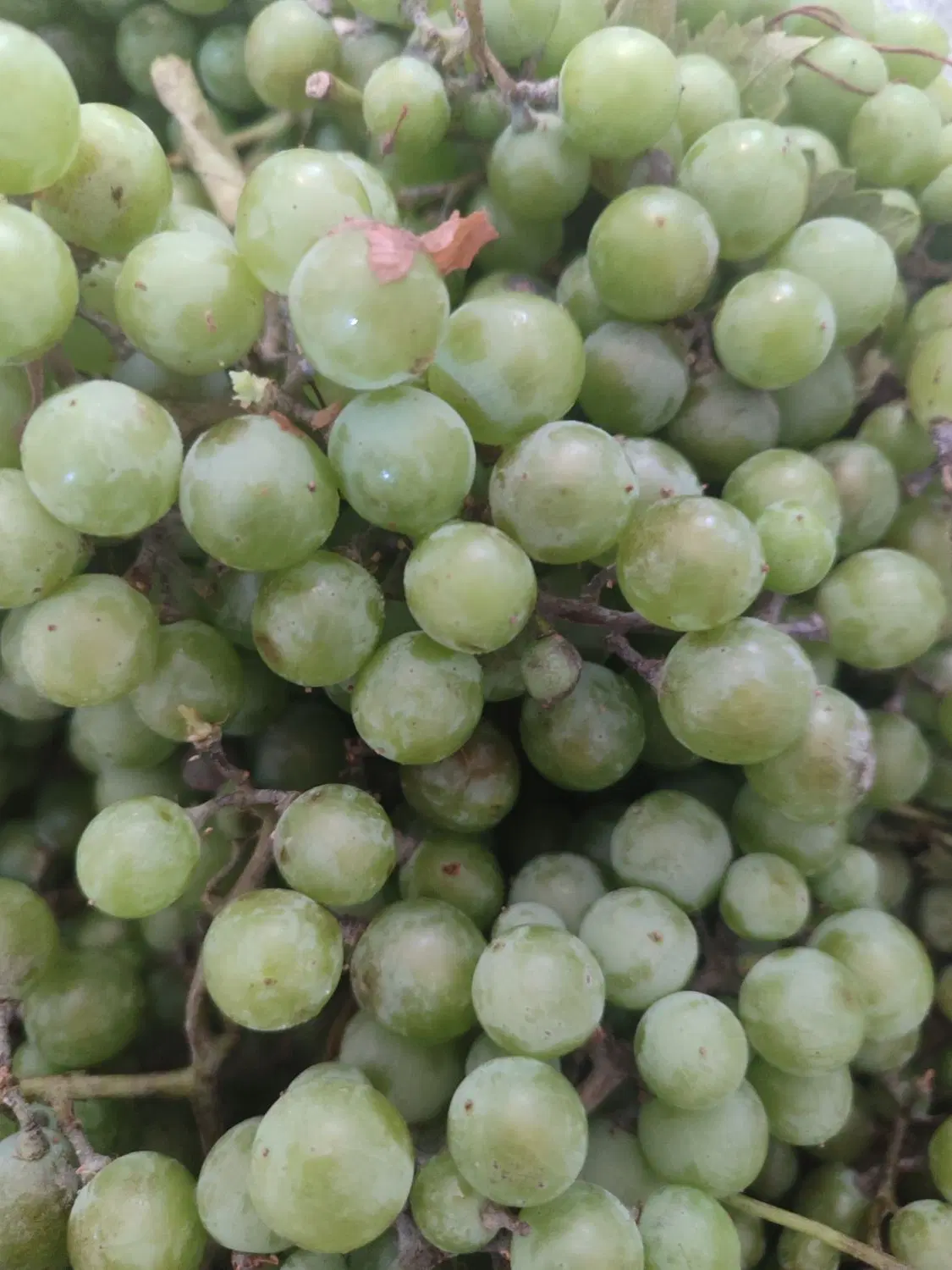 میوه|خوردنی و آشامیدنی|بهبهان, |دیوار