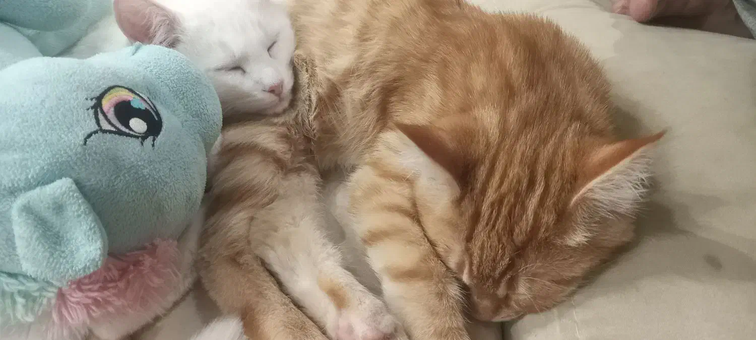 پرشین ۵ ماهه نر|گربه|تهران, مجیدآباد|دیوار