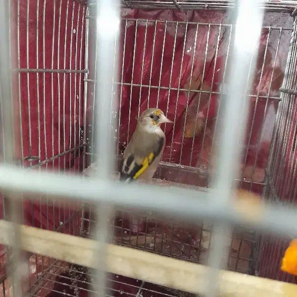 سهره کرمانی|پرنده|تاکستان, |دیوار