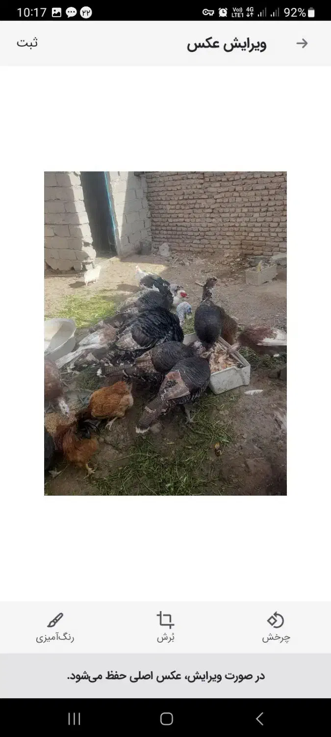 بوقلمون|حیوانات مزرعه|اردبیل, |دیوار