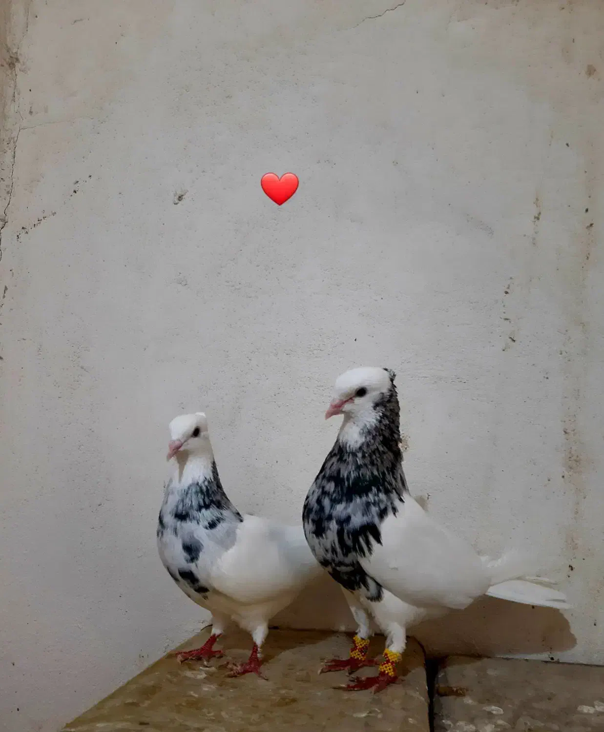 جفت نروماده طوق سرور بی عیب هفت رنگ|پرنده|ششده و قره بلاغ, |دیوار