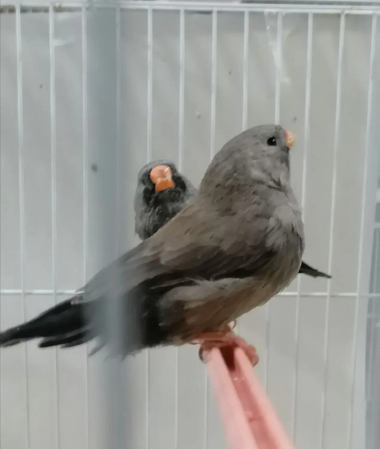 فنچ شارکول اروپایی درشت جوجه|پرنده|مشهد, سرافرازان|دیوار