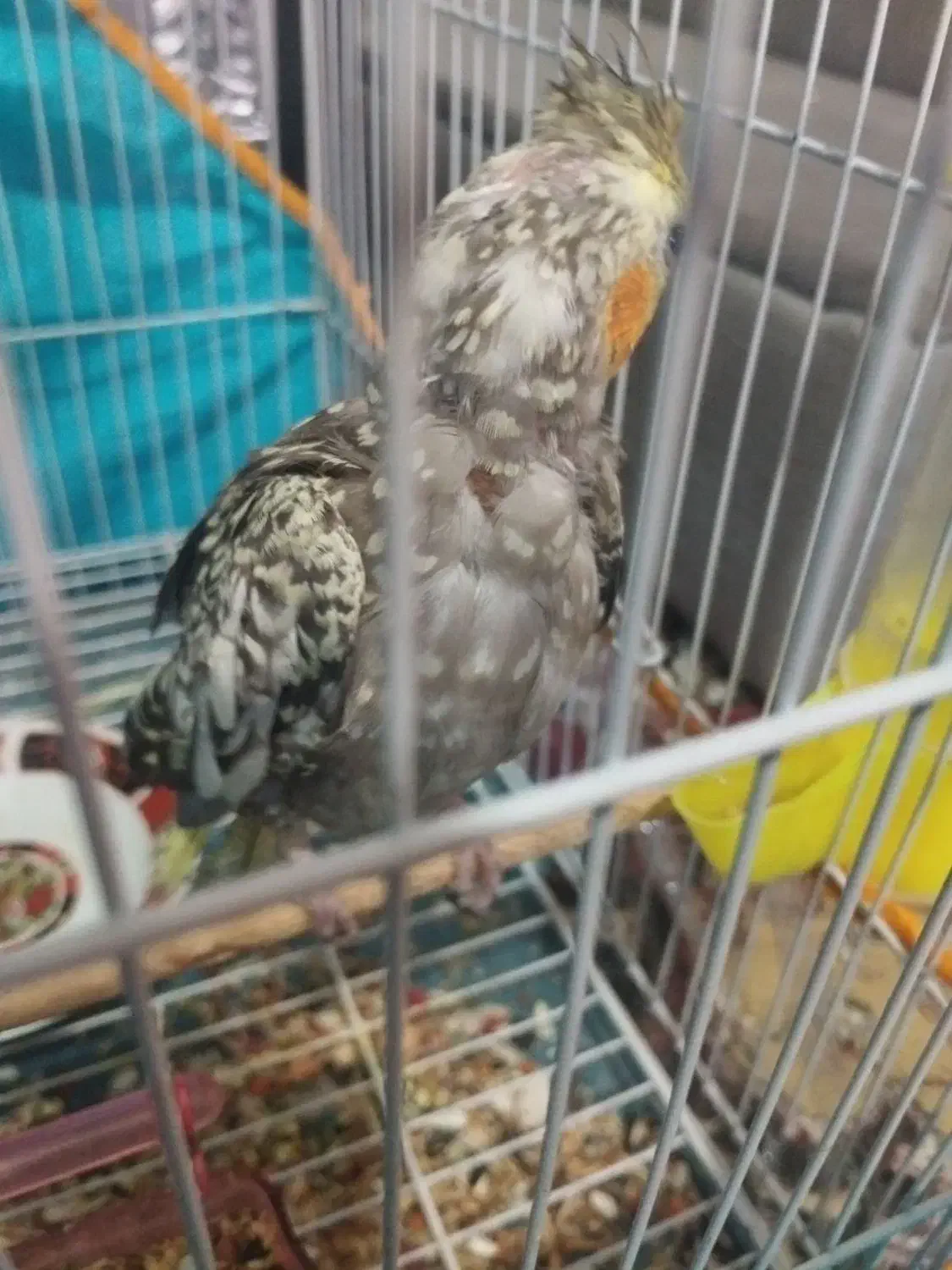 عروس هلندی|پرنده|ماهان, |دیوار