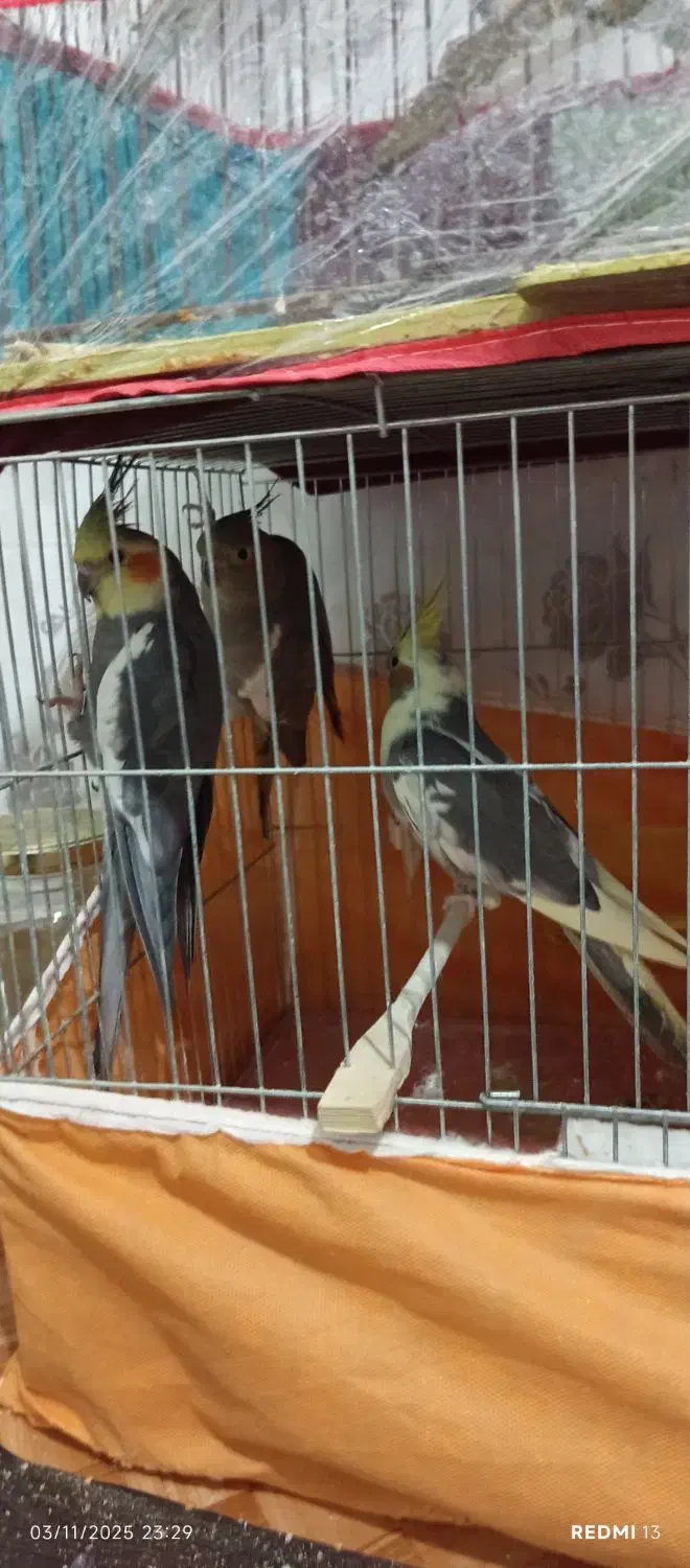 عروس هلندی|پرنده|میانه, |دیوار