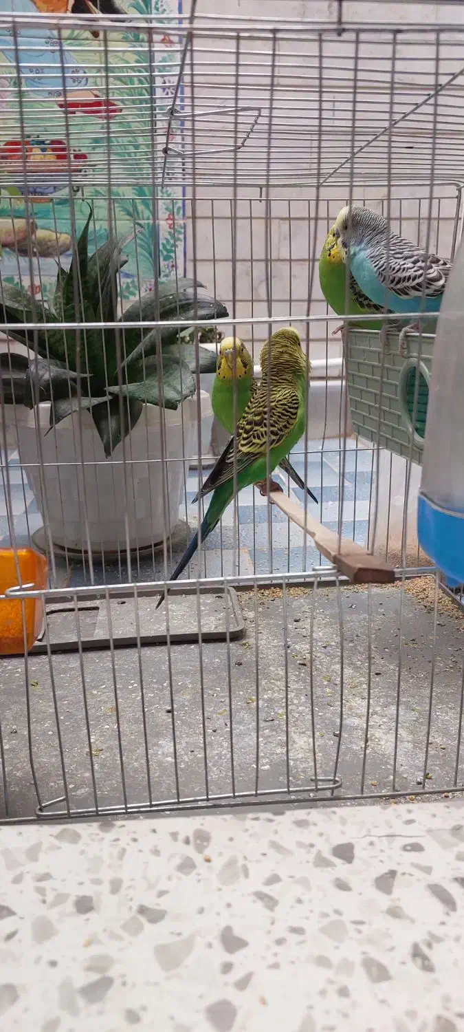 ۴عددمرغ عشق با قفس|پرنده|کرمان, |دیوار