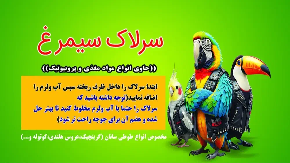 سرلاک سیمرغ مخصوص جوجه عروس هلندی وراهب وکاسکوو..|پرنده|زرند, |دیوار