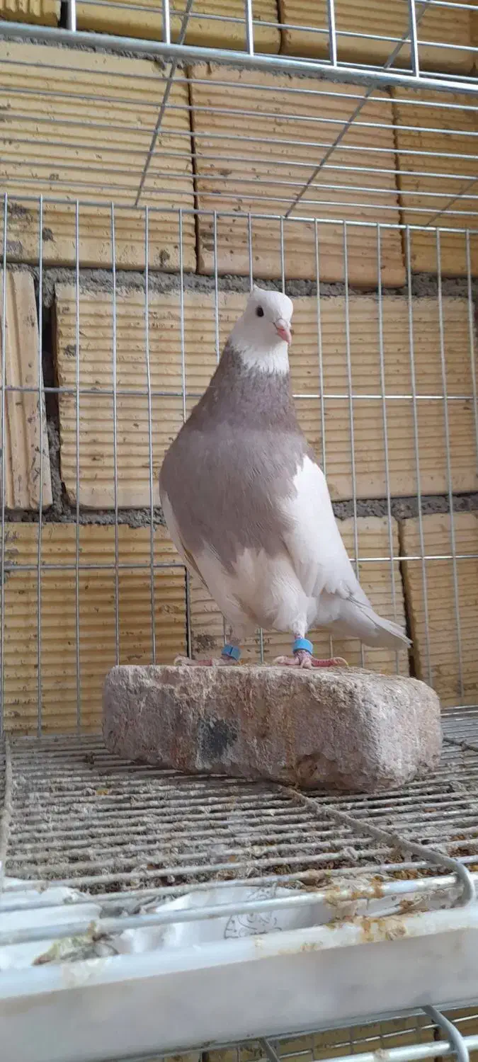 کبوتر طوقی|پرنده|کنگاور, |دیوار