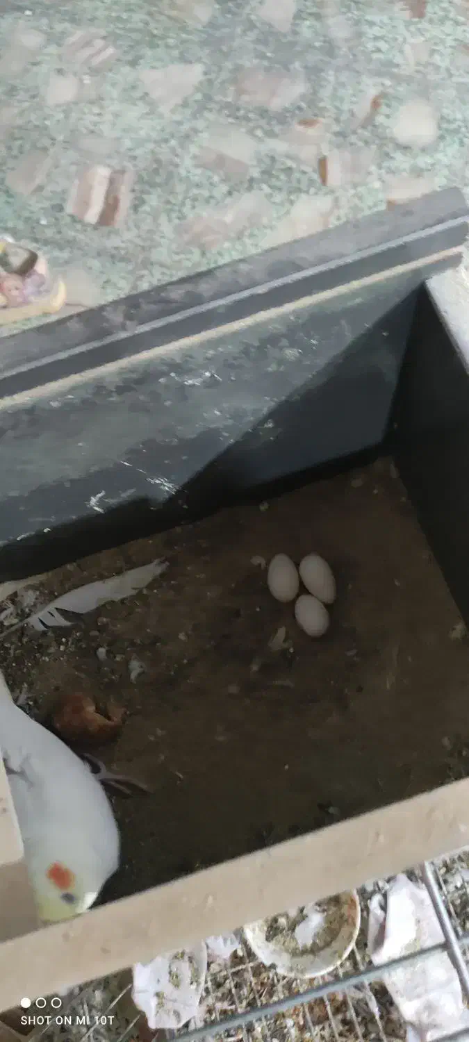 یه جفت طوطی با سه تا تخم|پرنده|بهبهان, |دیوار