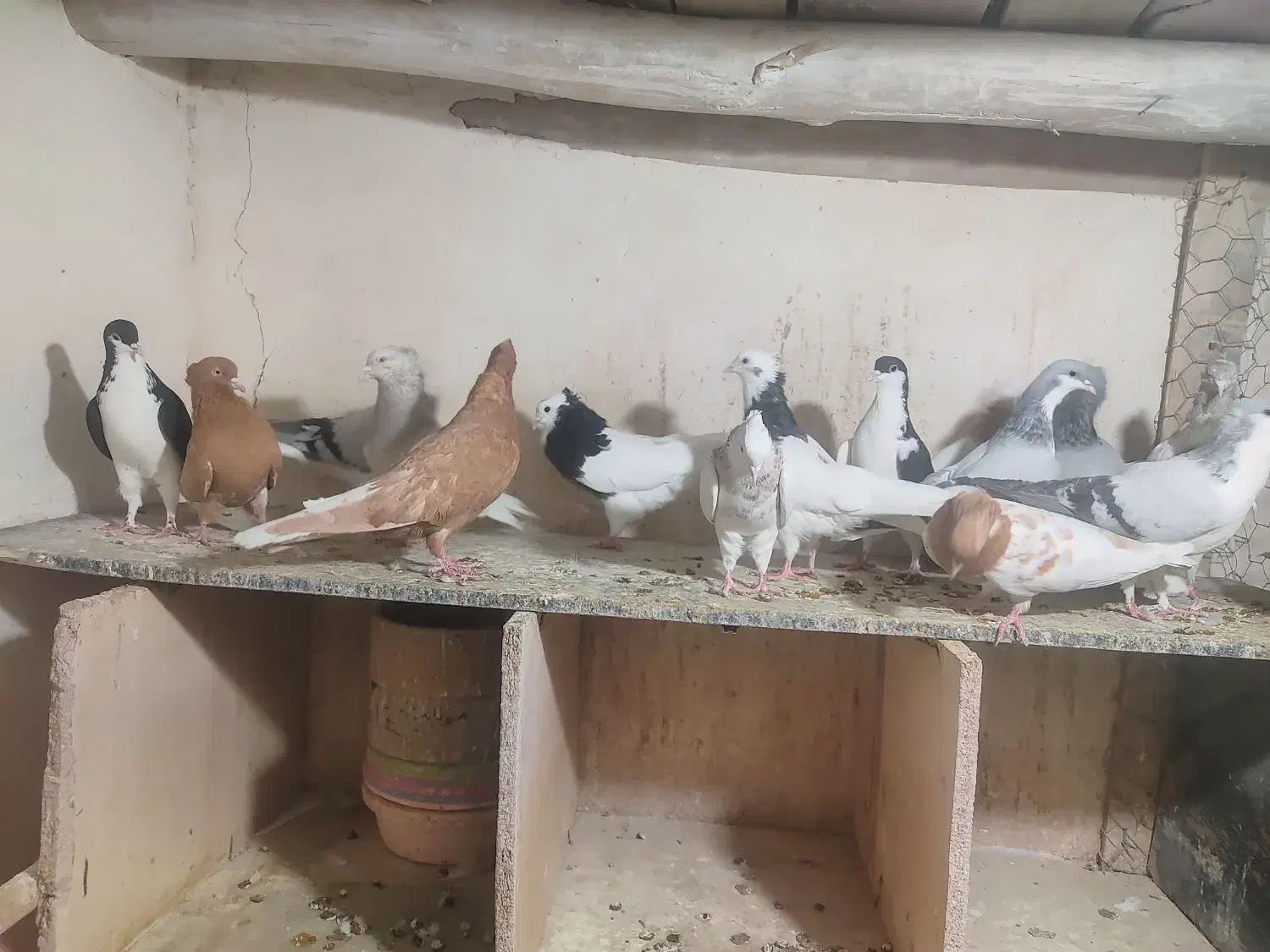 کبوتر رنگی|پرنده|اقبالیه, |دیوار