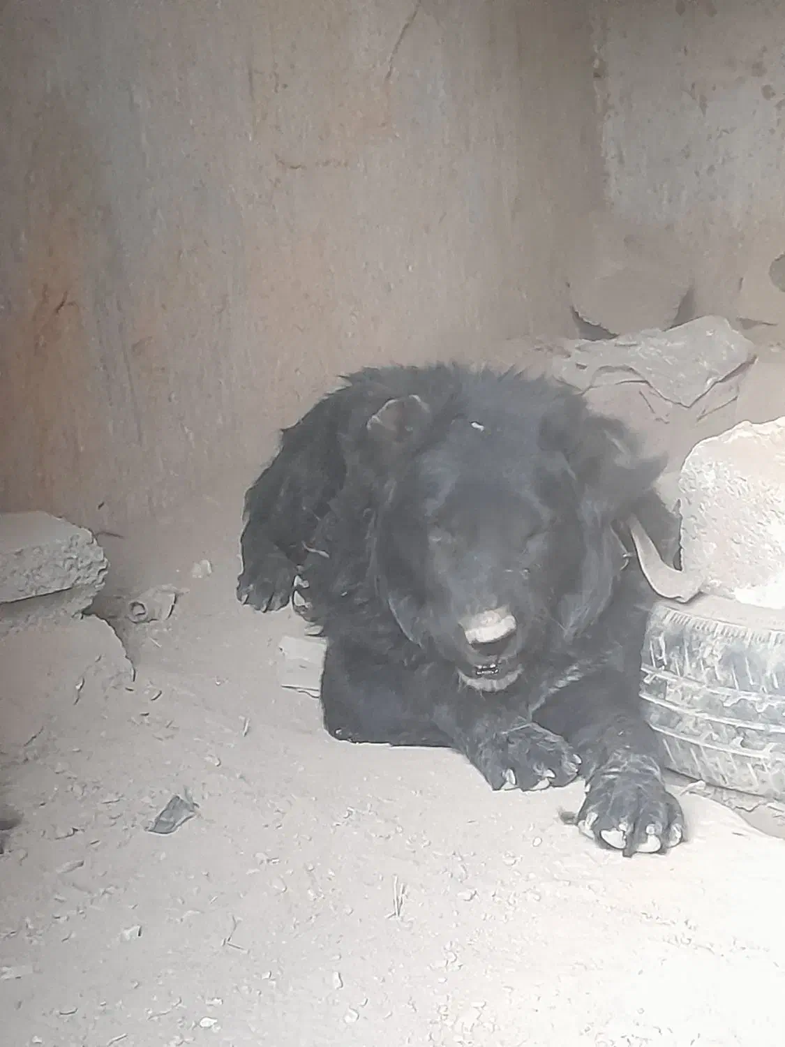 واگذاری یک عدد توله ۱ساله|سگ|داران, |دیوار