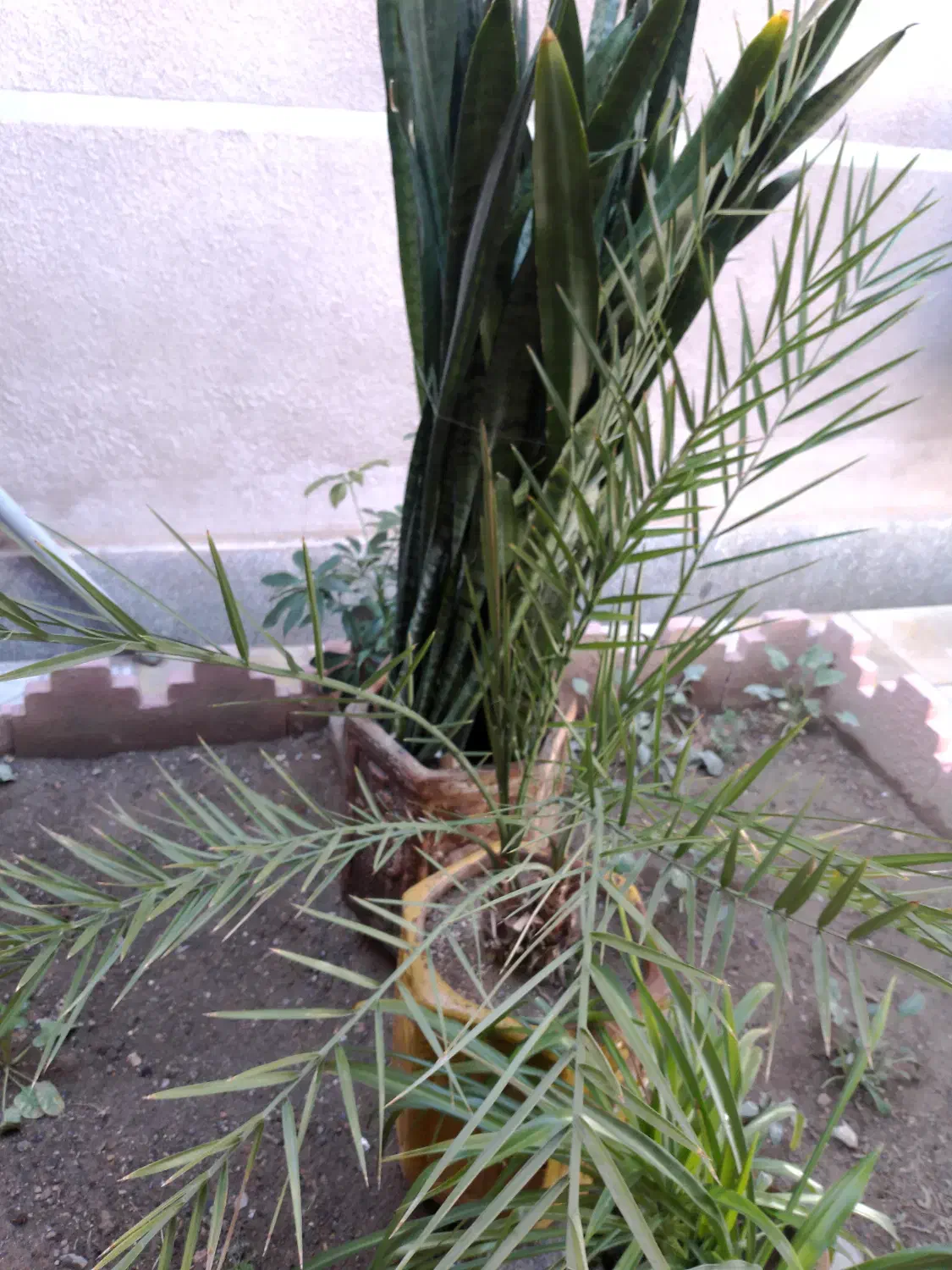 گل با گلدان|گل و گیاه طبیعی|اهر, |دیوار