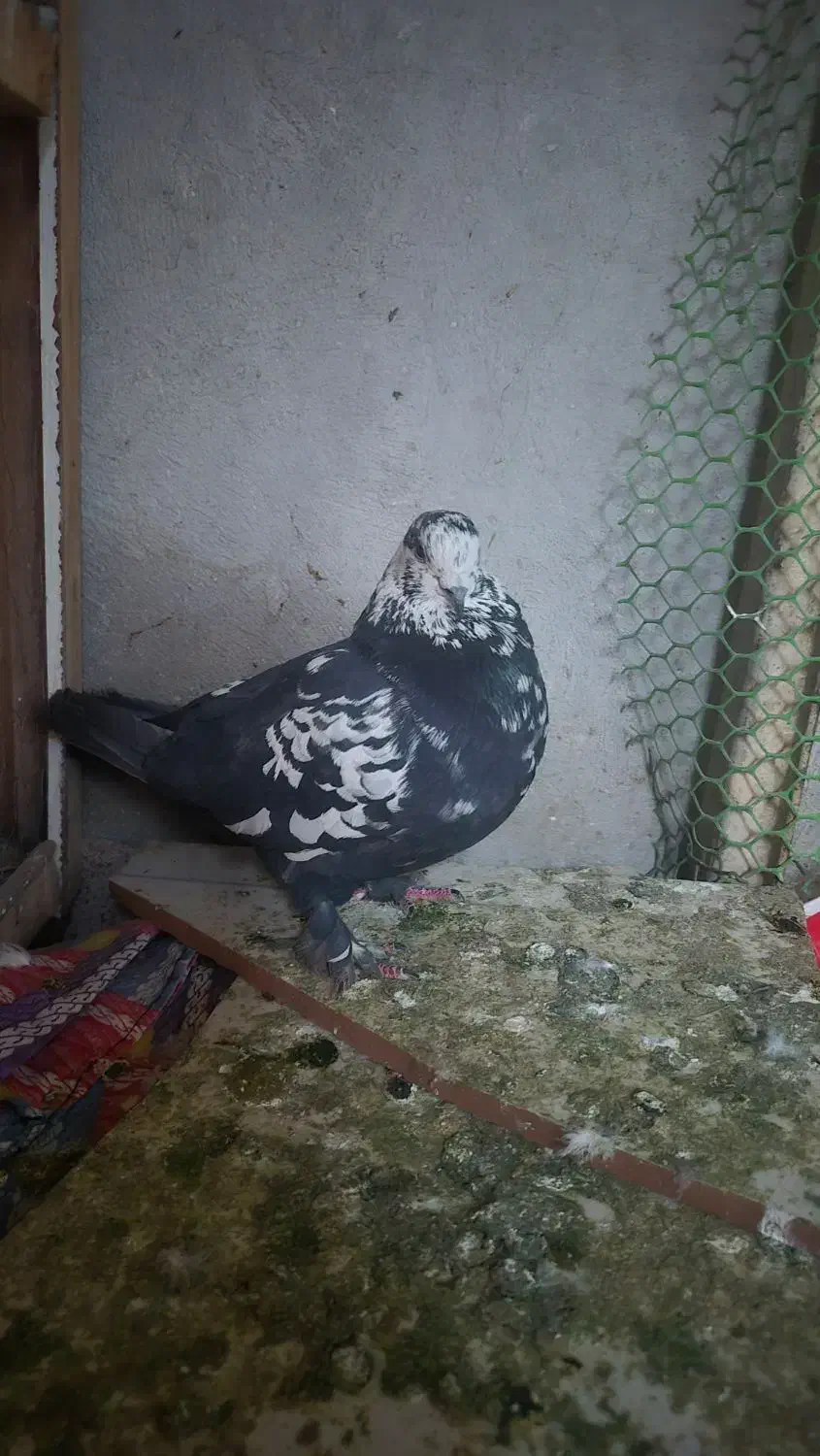 کفتر|پرنده|ورامین, ورامین|دیوار