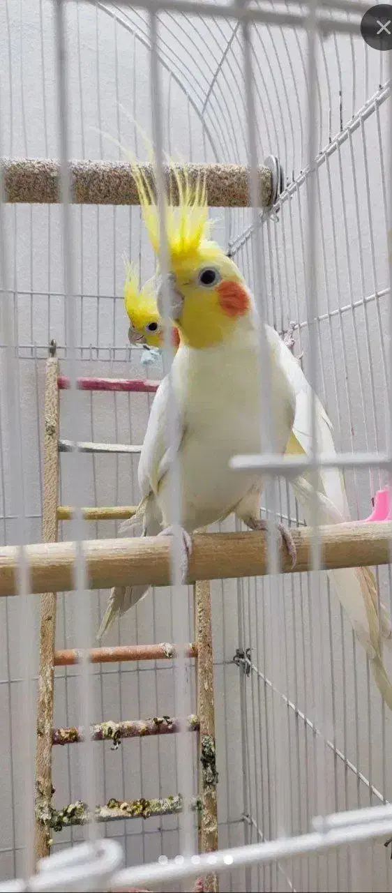 عروس هلندی|پرنده|پلدشت, |دیوار