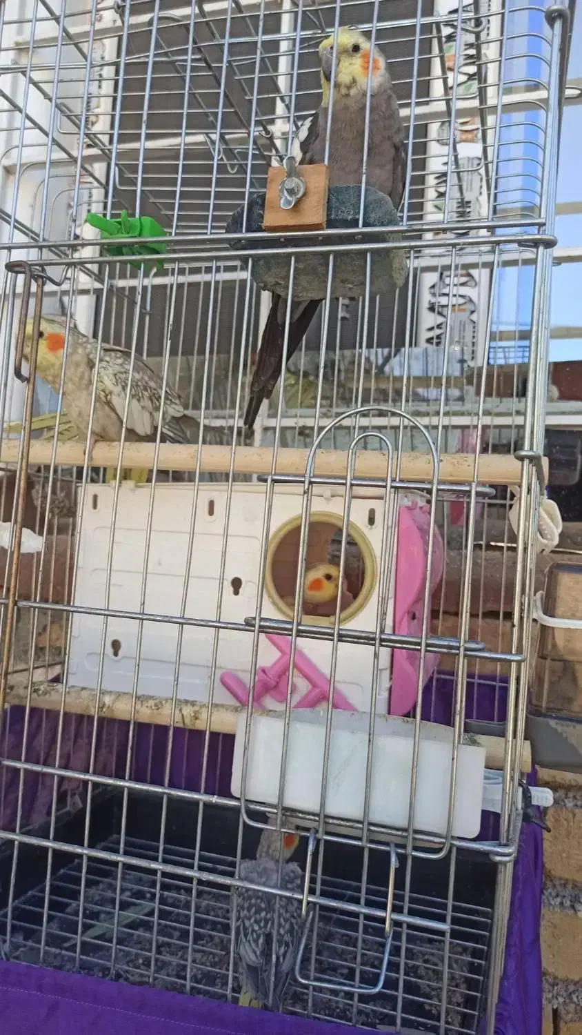 عروس هلندی|پرنده|سرپل ذهاب, |دیوار