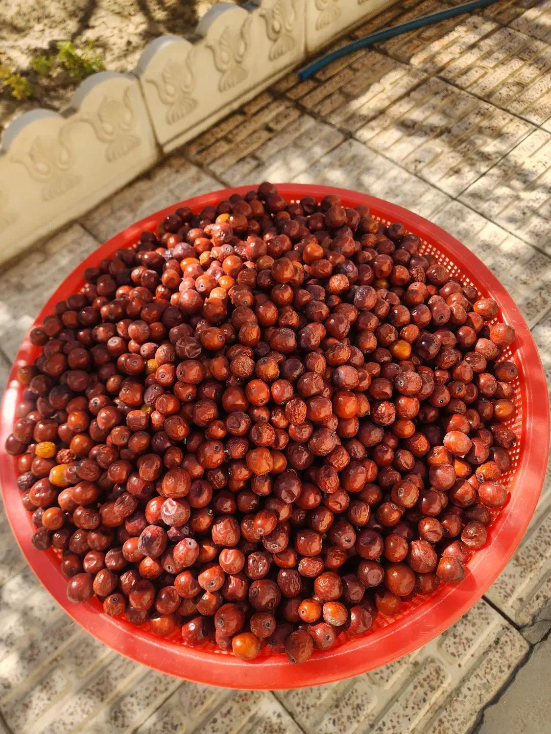 عناب تازه|خوردنی و آشامیدنی|ممقان, |دیوار