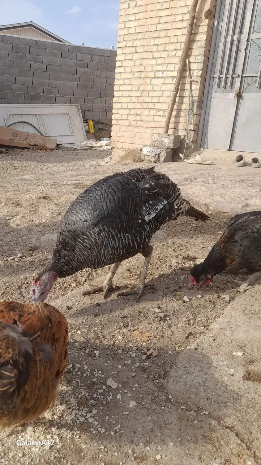 بوقلمونماده|حیوانات مزرعه|دماوند, دماوند|دیوار