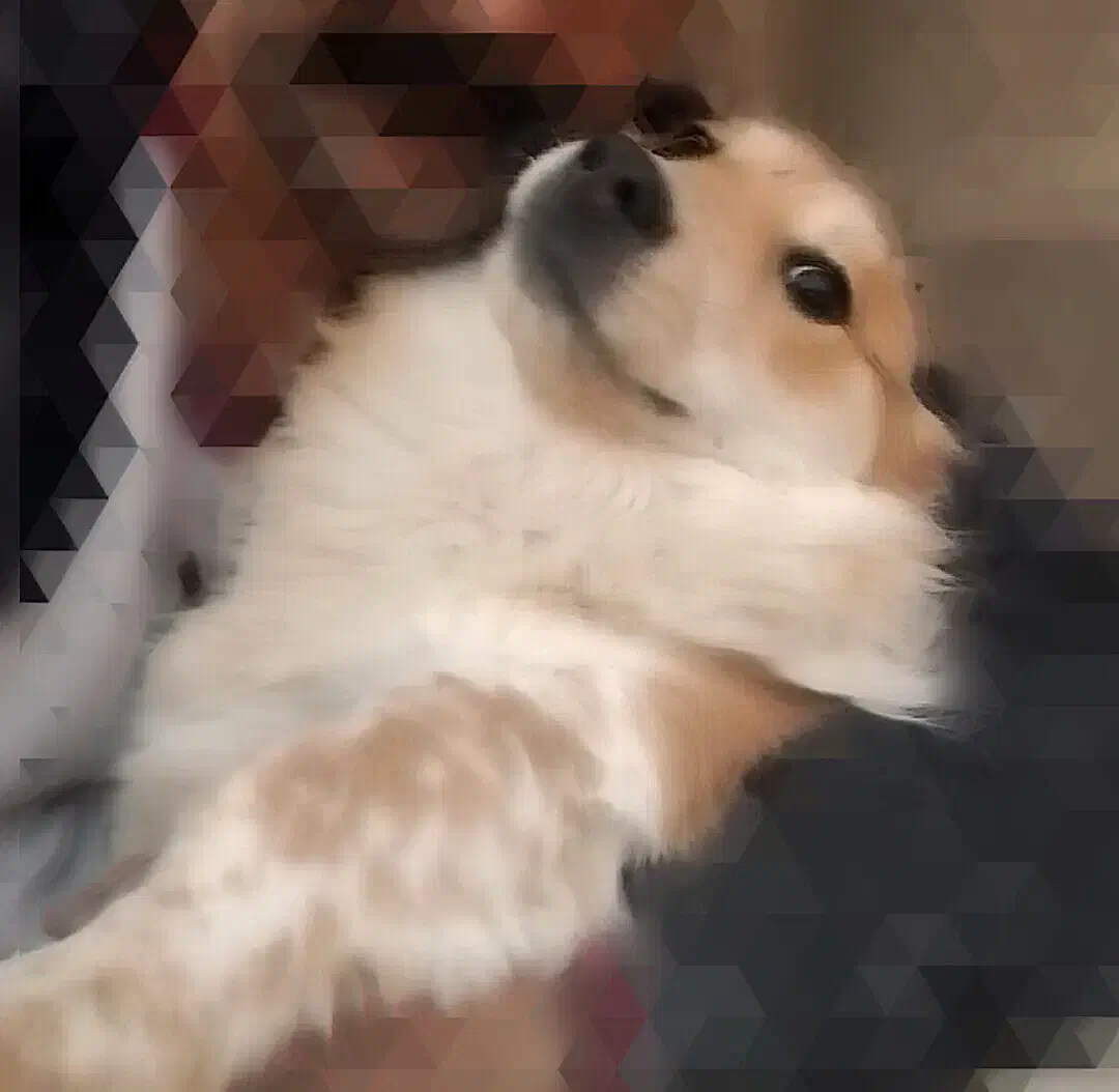 سگ گمشده|حیوانات|مشهد, مشکینی (شهرک غرب)|دیوار