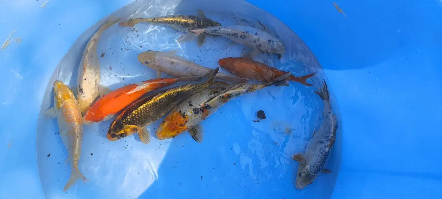 ماهی کوی|ماهی|تهران, پردیسان|دیوار