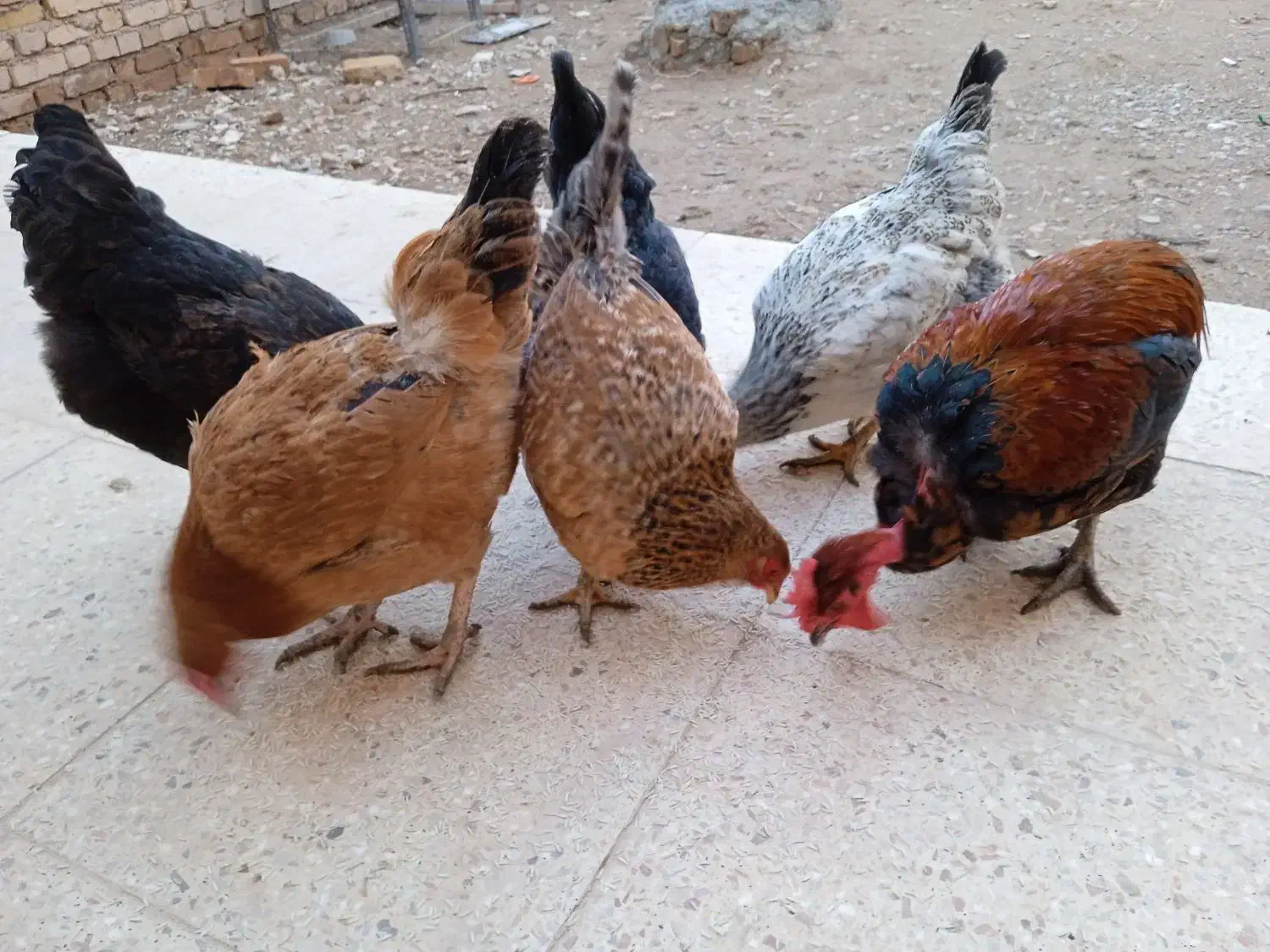 فروشی|حیوانات مزرعه|اسفراین, |دیوار