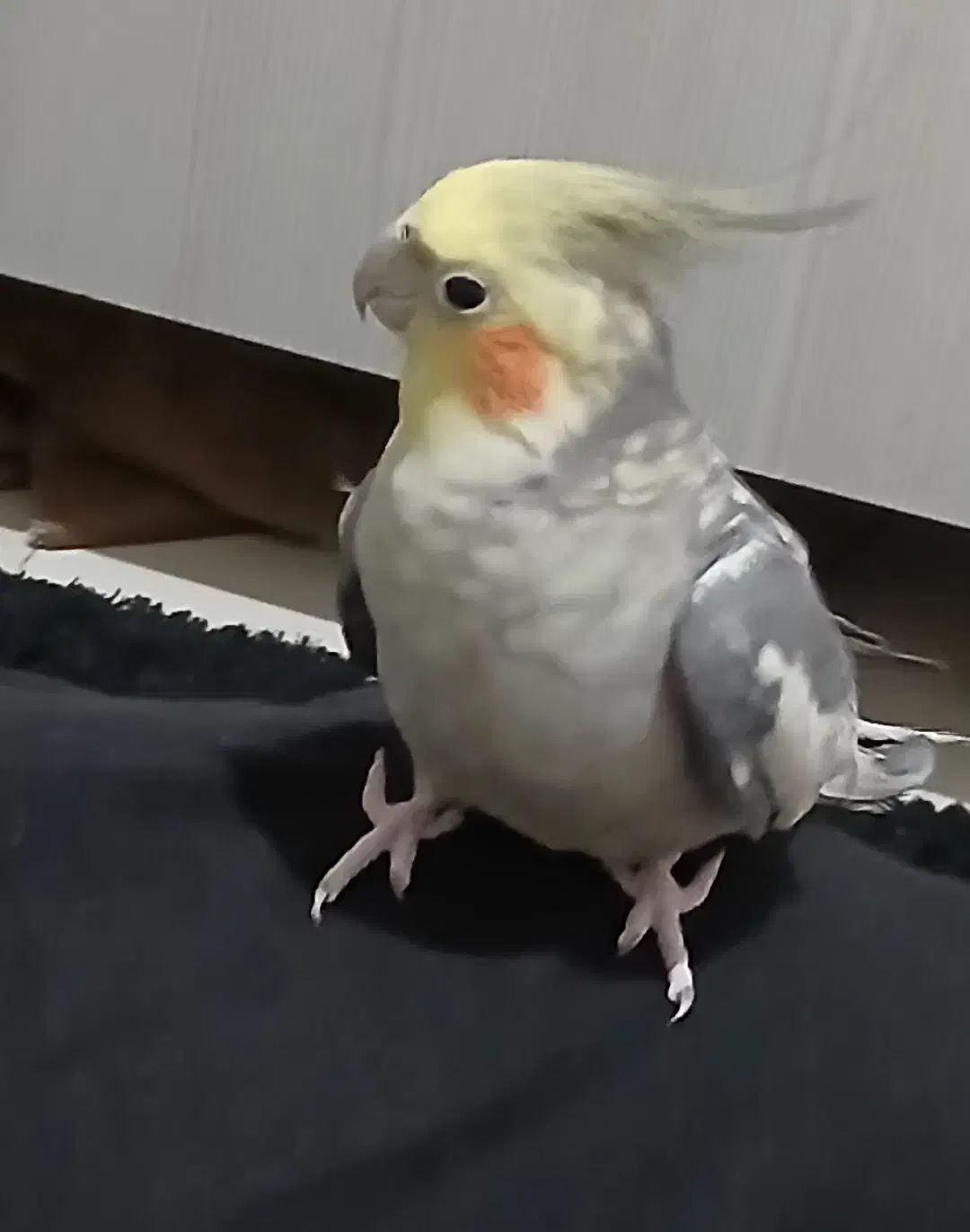 گم شده|حیوانات|مشکین‌دشت, |دیوار