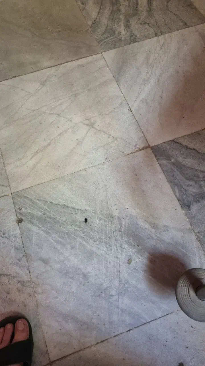 09121056062|سیمکارت|رشت, کاکتوس|دیوار