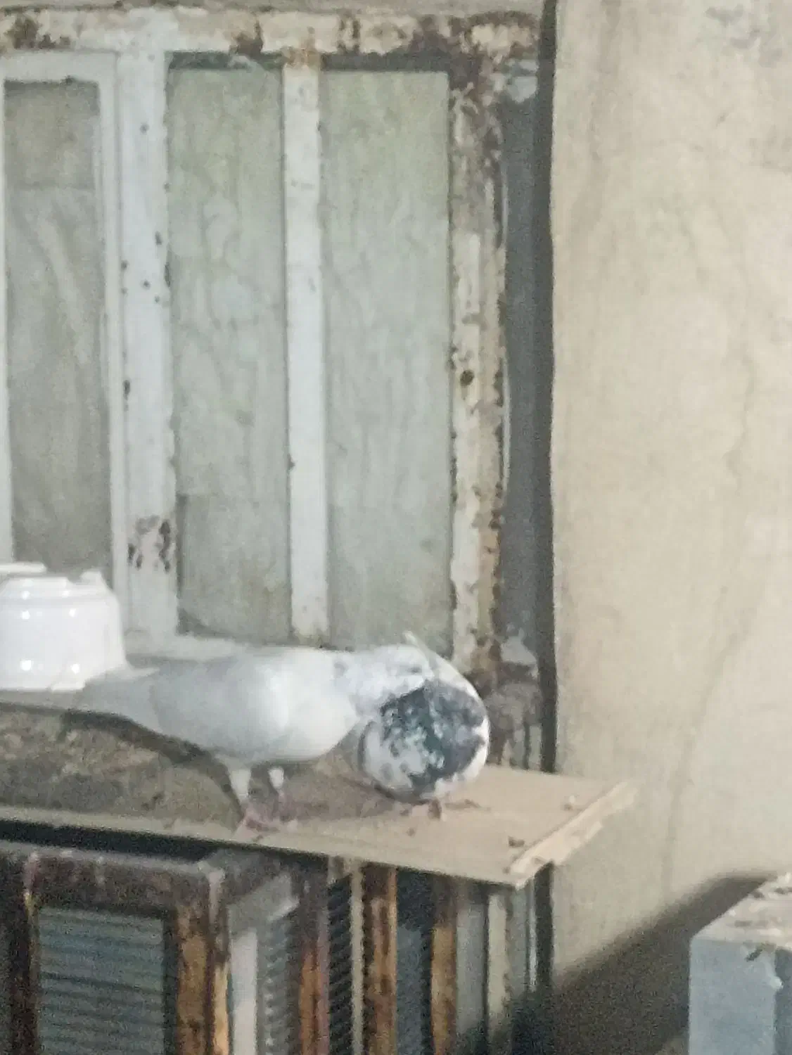 کبوتر شیخی|پرنده|اهواز, امانیه|دیوار