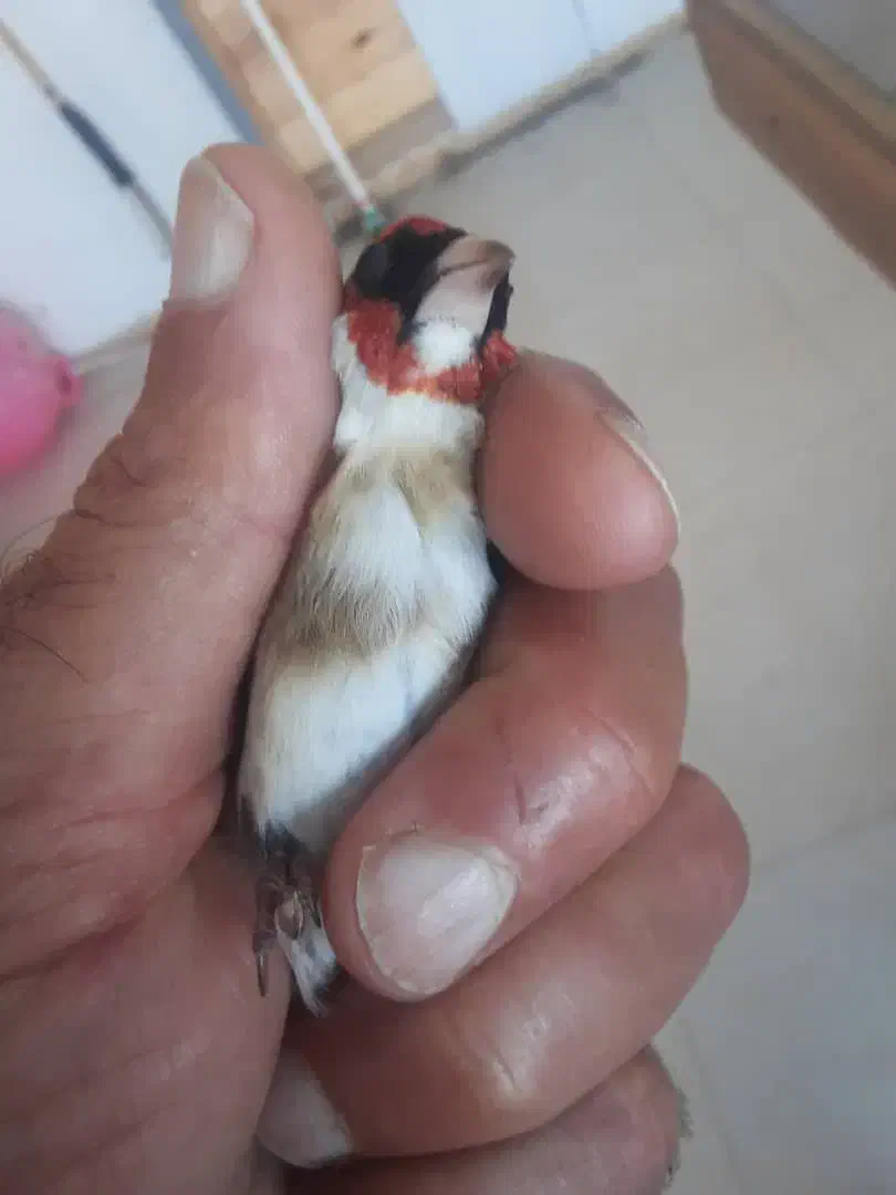 چونه سفید نر|پرنده|رشت, منظریه|دیوار