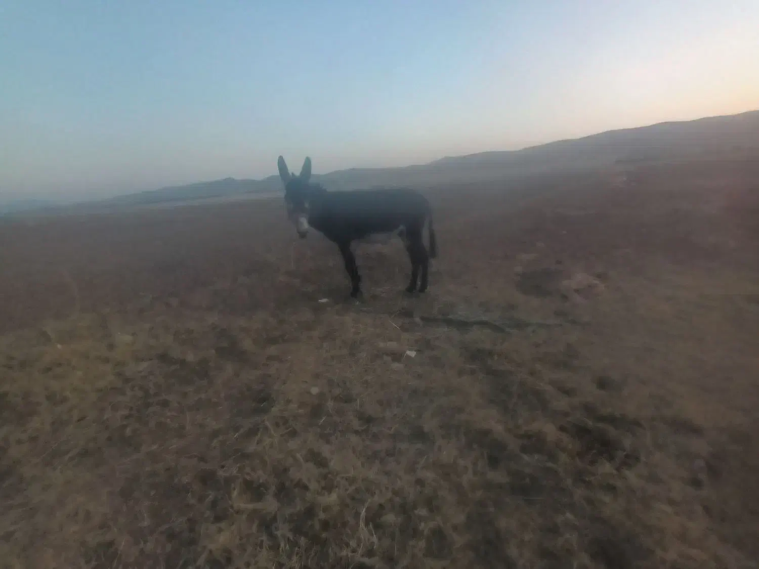 الاق رمکی|حیوانات مزرعه|الشتر, |دیوار