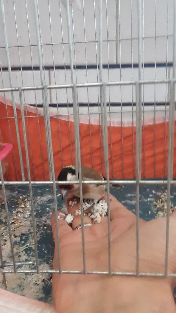 سهره|پرنده|خمینیشهر, |دیوار