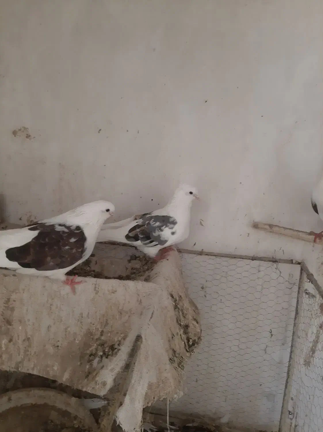 دوکت هفت رنگ .طوقی.دورگ|پرنده|فولادشهر, C3|دیوار